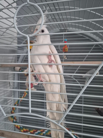 Albino cocktail