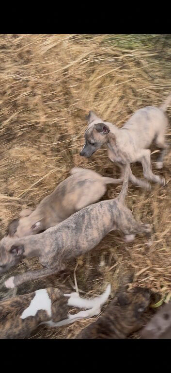 We have 5 healthy purebred Whippet puppies from a mixed litter,