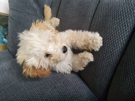 beautiful female cockapoo