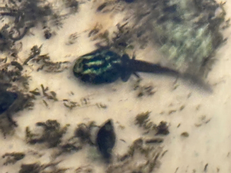 Ranitomeya Variabilis Southern tadpoles