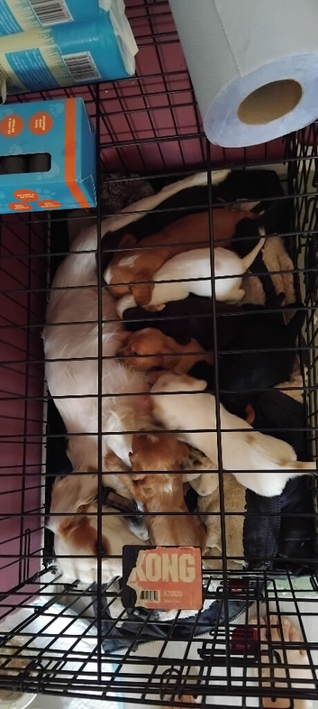 Cocker spaniel pups