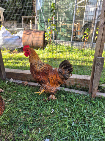 Welsummer/Maran cross cockerel. 4 months old.