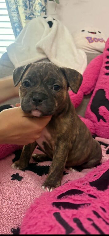 ️Pocket bully x Staffie pups 2 left ️