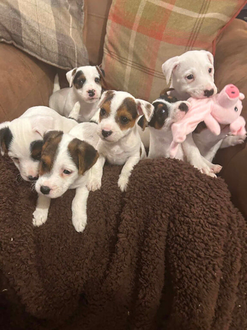 Outstanding jack Russell pups