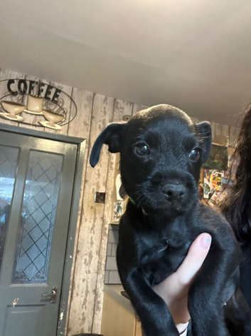 Patterdale Terriers Pups For Sale