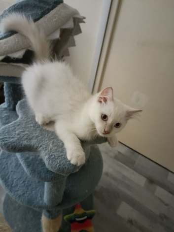 Ready now Rare active fawn point boy