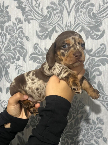 For sale two little dashund puppy's