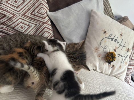 Kittens