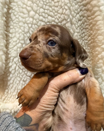 Beautiful Miniature Dachshund Puppies
