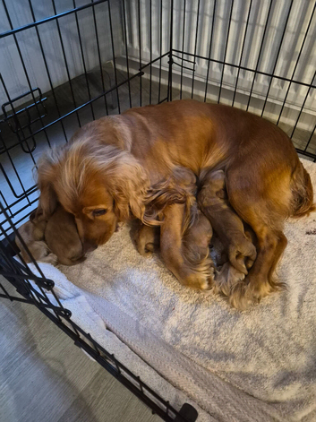 5 pedigree cocker spaniels