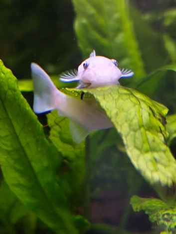 Snow White Bristlenose pleco babies short fin