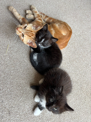 Male kittens for sale