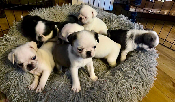 Beautiful and rare purebred Pug puppies ready 26/08/2026-&pound;1500