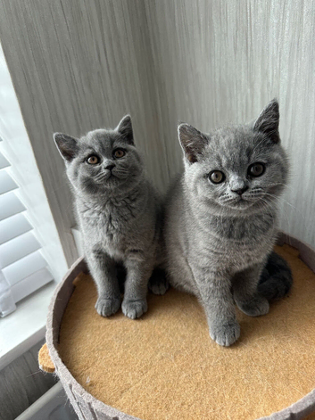 Beautiful British Shorthair Kittens