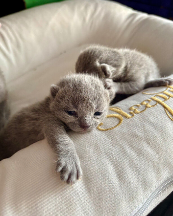 PURE PEDIGREE RUSSIAN BLUE KITTENS