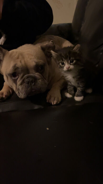 Two Kittens For Sale