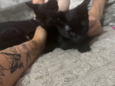 2 male kittens
