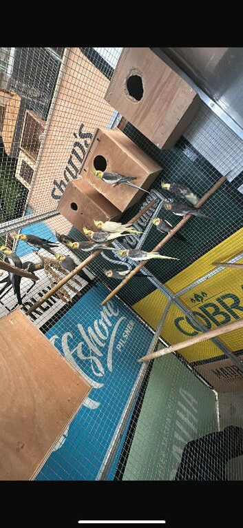 Cockatiels
