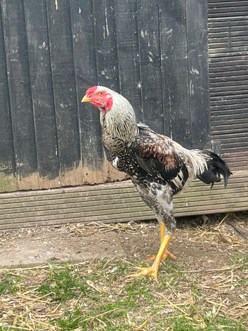 Indio Gigantie chickens