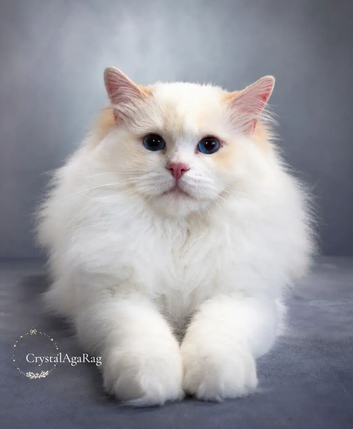 Outstanding TICA Registered Ragdoll Stud Male
