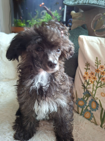 Papillon x Toy poodle x 2 females