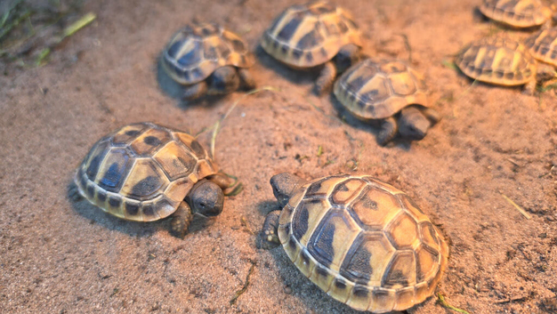 2026 herman hatchling (eastern)