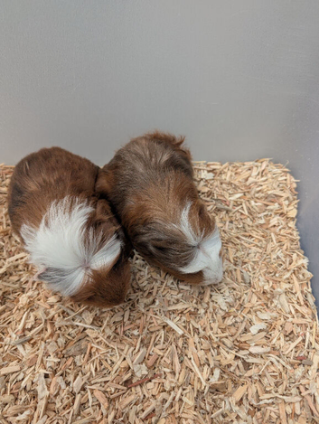 Adorable baby Guinea pigs