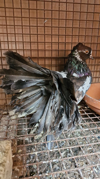Indian Fantail