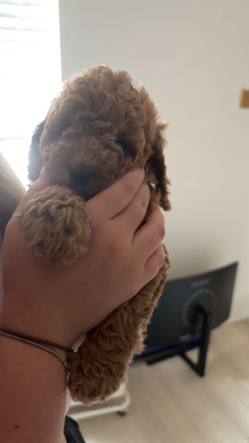Tiny cockapoo puppies