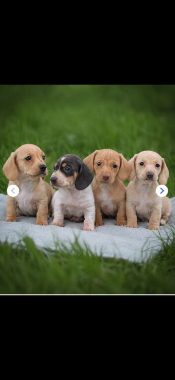 Cream Miniature Smooth Haired dachshunds Ready for their forever homes
