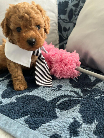 Asian poodle x cavapoo puppies