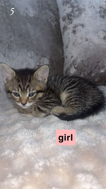 Kittens
