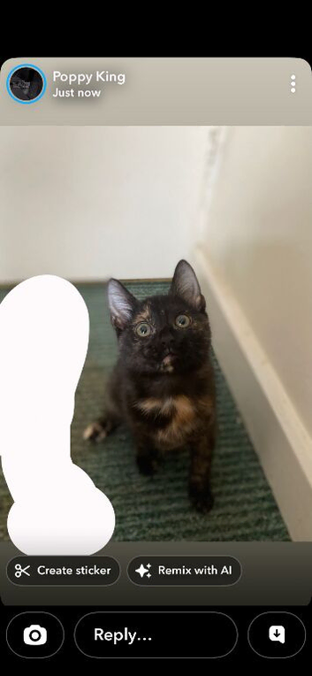Baby female kitten