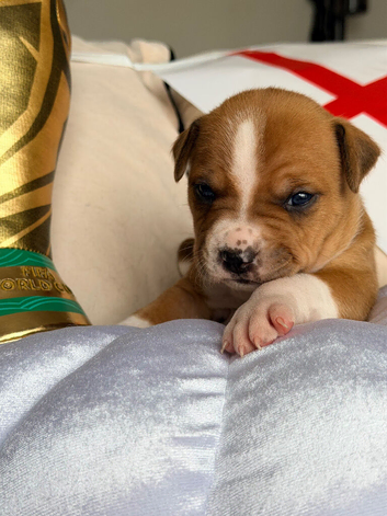 Staffordshire Bull Terrier
