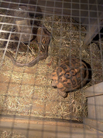 5 year old Herman tortoise