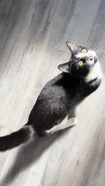Male cat