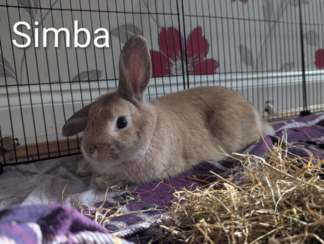 REDUCED Older buns looking for new homes