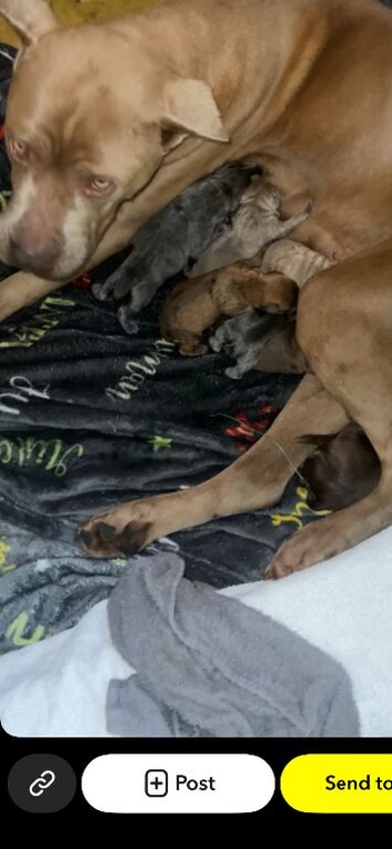 Presa canario cross