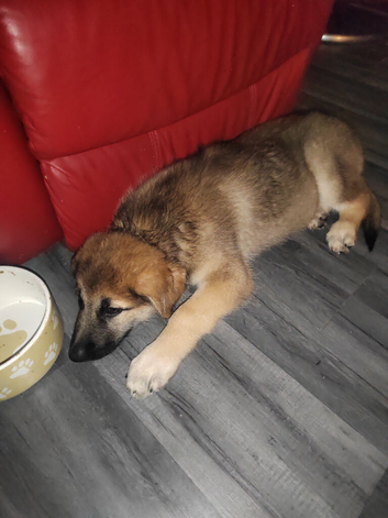 Hi I have 2 puppies left ready now