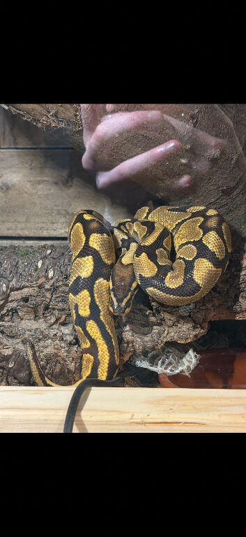 Royal Python