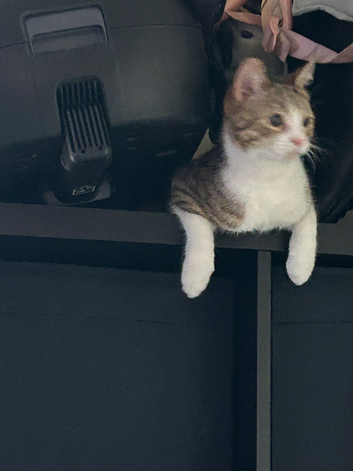 Female cat