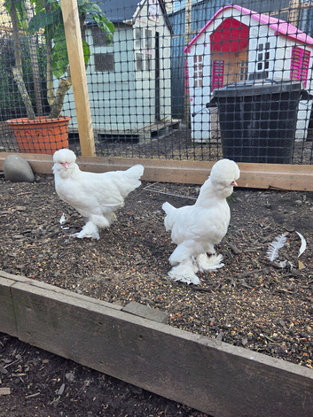 2 x Sultan pullets
