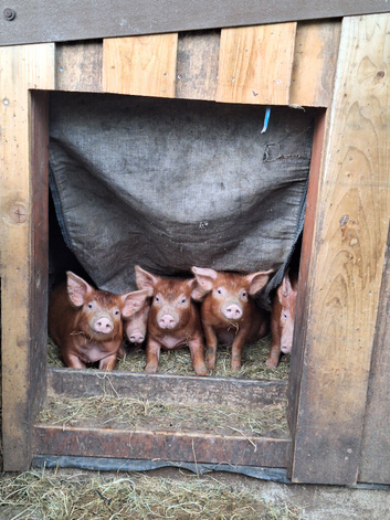 Tamworth Piglets