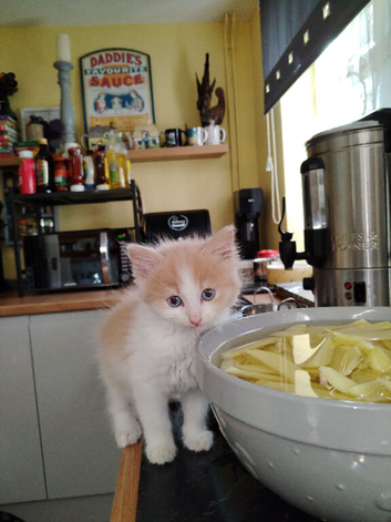Last little girl stunning unusual combination of ragdoll