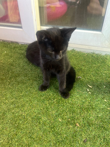 Kittens