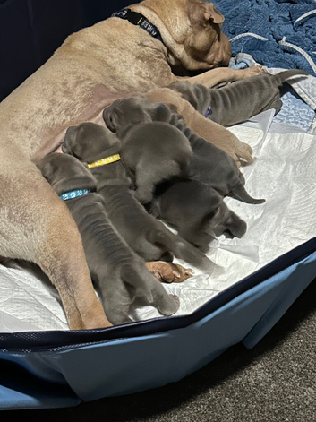 5 Shar pei&rsquo;s