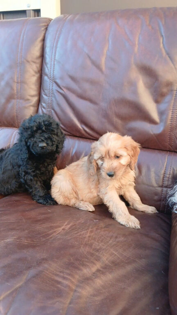 Gorgeous cavapoo puppies