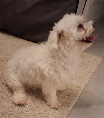 Maltese girl
