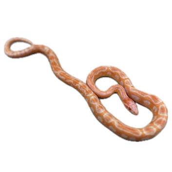 Various corn snakes