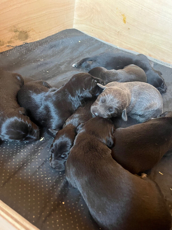 Bedlington whippet pups